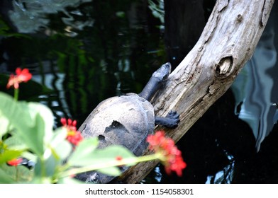 South American Yellow Spotted Amazon River Turtle (Podocnemis Unifilis) On The Branch Tree At Zoo Garden In Tropical Rainforest Habitat.