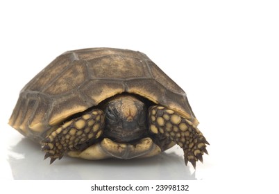 South American Yellowfooted Tortoise Geochelone Denticulata Stock Photo ...