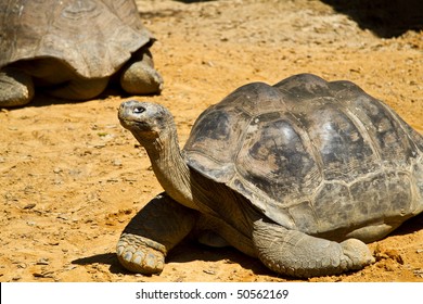 South American Yellow-footed Tortoise  (Geochelone Denticulata) In St. Augustine Alligator Farm Zoological Park.