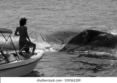 South Ari Atoll, Maldives - 01/17/2017: Man looks at a dead blue whale