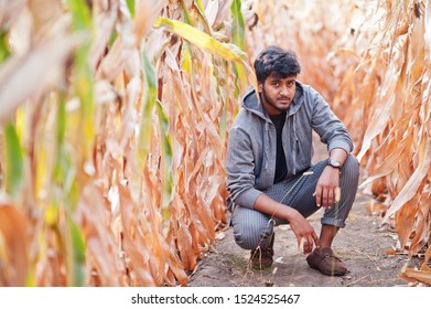 South Asian Agronomist Farmer Inspecting Corn Field Farm. Agriculture Production Concept.