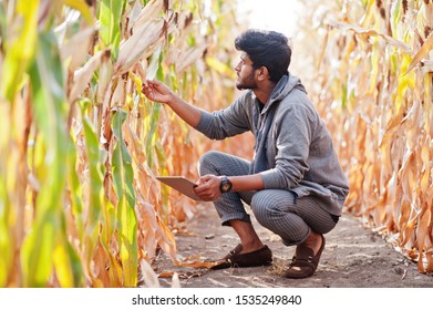 South Asian Agronomist Farmer Inspecting Corn Field Farm. Agriculture Production Concept.