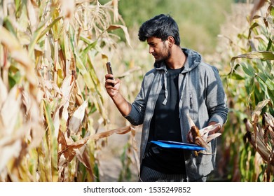 South Asian Agronomist Farmer Inspecting Corn Field Farm. Agriculture Production Concept.