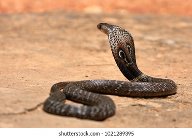 The South Asian cobra  in Sri Lanka