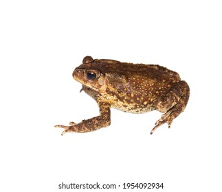 1,026 Poison bufo toad Images, Stock Photos & Vectors | Shutterstock