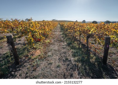 South Australian Winery In Barossa Valley In Autumn Landscape