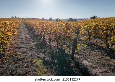 South Australian Winery In Barossa Valley In Autumn Landscape