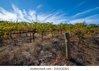 South Australian Winery In Barossa Valley In Autumn Landscape