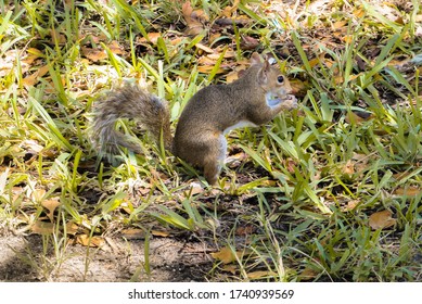 South Beach, Miami. July 26, 2019. Editorial Photo Of A Squirrel On The Grass Eating Food With Its Hands.