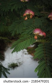 South Carolina Scenic Floral Foothills