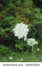 South Carolina Scenic Floral Foothills