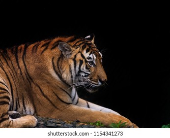 South China Tiger