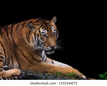 South China Tiger