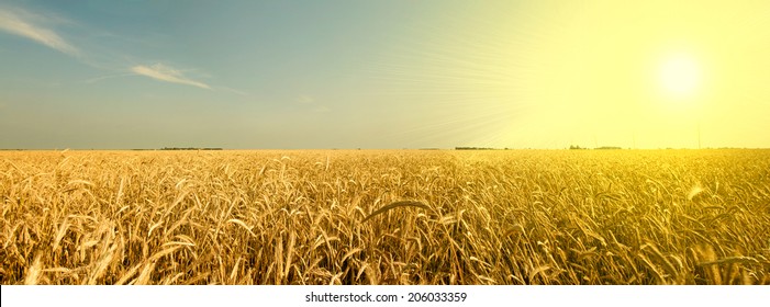 South Dakota Wheat Field
