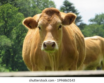 South Devon Cattle During Summer