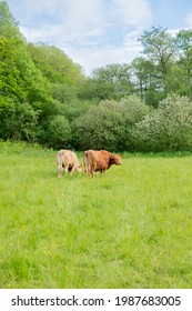 South Devon Cattle Grazing In A Hay Meadow In June, In Dorset, England.