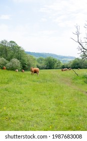 South Devon Cattle Grazing In A Hay Meadow In June, In Dorset, England.