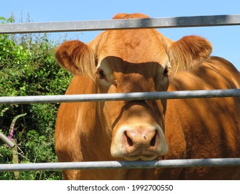 South Devon Cattle Seen Behind Gate Bars Locked In