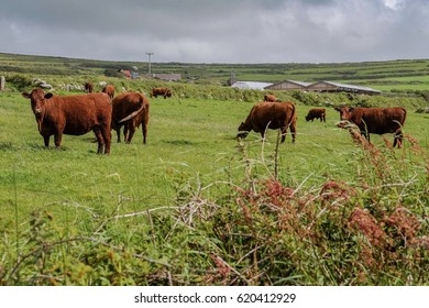 South Devon Cow A Brown Coloured Cattle Originates From Devon And Cornwall, United Kingdom