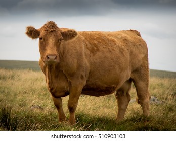 South Devon Cow  Dartmoor, Devon