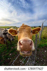 South Downs National Park, Sussex, England, UK. Close Up Of A Cow On A Farm On The South Downs Way Near Firle Beacon And Newhaven. Cows And Sheep Are Common Farm Animals On The South Downs.