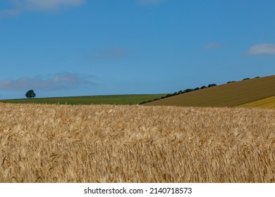 A South Downs Summer Farm Landscape