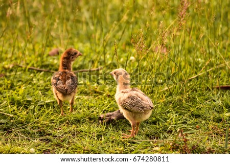 Gelbes Baby Muskovy Entenküken Cairina moschata