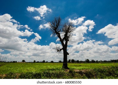 South East Asian Rice Field Thailand Laos Laos Cambodia Vietnam Indonesia Farmer Rice Farmer For Temporary Residence
