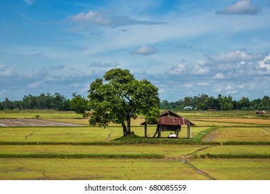 South East Asian Rice Field Thailand Laos Laos Cambodia Vietnam Indonesia Farmer Rice Farmer For Temporary Residence
