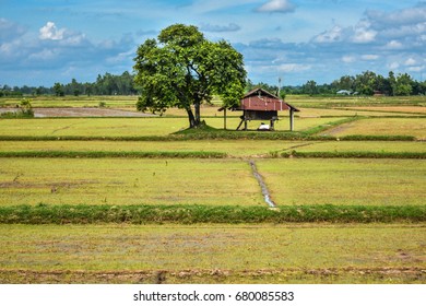 South East Asian Rice Field Thailand Laos Laos Cambodia Vietnam Indonesia Farmer Rice Farmer For Temporary Residence
