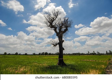 South East Asian Rice Field Thailand Laos Laos Cambodia Vietnam Indonesia Farmer Rice Farmer For Temporary Residence
