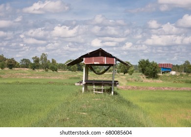 South East Asian Rice Field Thailand Laos Laos Cambodia Vietnam Indonesia Farmer Rice Farmer For Temporary Residence
