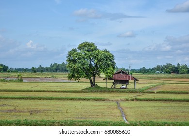 South East Asian Rice Field Thailand Laos Laos Cambodia Vietnam Indonesia Farmer Rice Farmer For Temporary Residence
