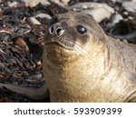 South Elephant Seal, Mirounga leonina, the highest Pinnipeds weighs up to 4.5 tons, Carcass Island, Falkland-Malvinas