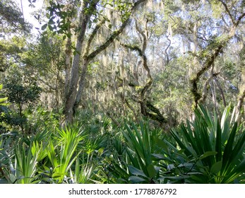 South Florida Jungle On Anastasia Island