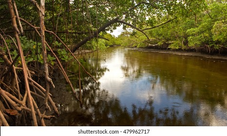 South Florida Wetland: A Small Brackish Creek Flanked By Mangrove Trees And Swamp In South Florida, In Late Afternoon