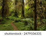 South Fork of the Hoh Winds through Magical Forest Light in Olympic National Park