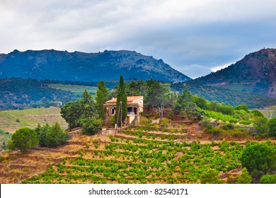 South France, View Of Landscape With Vineyards