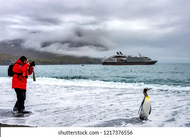 South Georgia, Antarctic - January 11,2014 , tourist from expedition cruise ship makes picture  of a king penguin