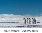 South Georgia Island. Group of king penguins walk on snowy shore of Salisbury Plain
