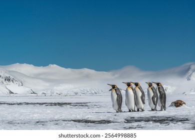 Isla de Georgia del Sur. Grupo de pingüinos rey caminan en la orilla nevada de la llanura de Salisbury