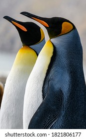 South Georgia Island, St. Andrews Bay. King Penguins.