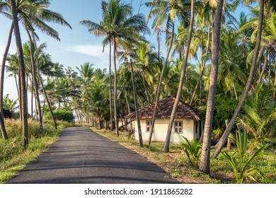 South Indian Rural Landscape With Village House And Narrow Asphalt Road Along Palm Trees Plantation In Kerala, India