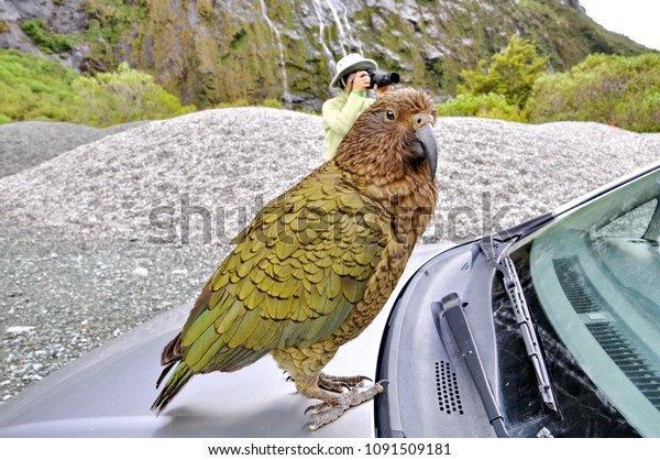 South Island,\
New Zealand, November 28, 2016; Kea Alpine Parrot sitting on a car\
on the South Island, New\
Zealand