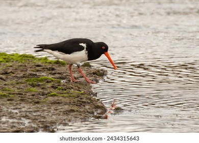 A South Island oystercatcher, or South Island pied oystercatcher (Haematopus finschi), looks for food near the Pacific Ocean mouth of the Tahakopa river.
