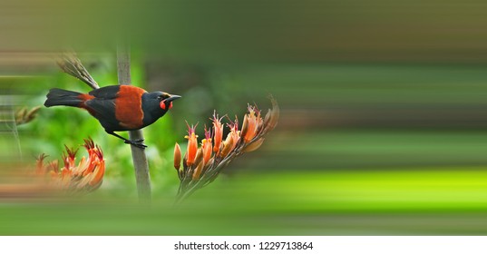 South Island Saddleback