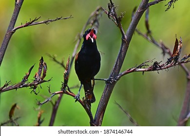 South Island Saddleback In Tiritiri Matangi Island, New Zealand 