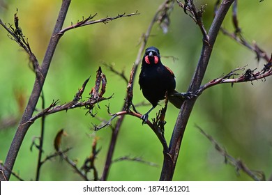 South Island Saddleback In Tiritiri Matangi Island, New Zealand 