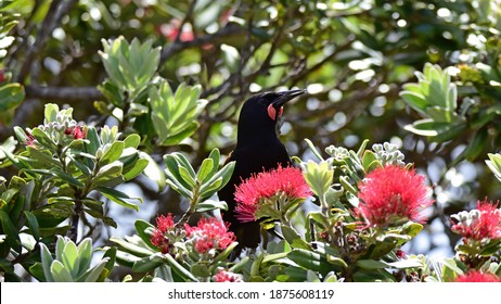 South Island Saddleback In Tiritiri Matangi Island, New Zealand 