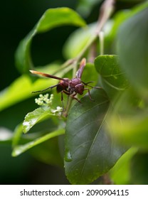 
South Kalimantan Island Honey Bee